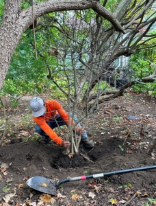 Meanwhile, José transplants a smoke bush, Cotinus, to a better location where it could get more light and space to thrive.