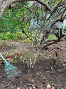 After planting, José rakes the area, so it is tidy. Cotinus can grow to a moderate size – up to 15-feet tall and 10-feet wide. It also has an upright, multi-stemmed habit.