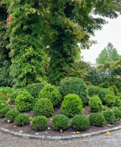 I was so excited for this garden to be finished, I asked for photos to be sent to me while I was still busy working in New York City. I think it looks great - what do you think?