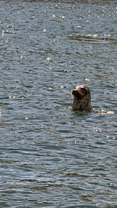 Both gray and harbor seals are found on and around Duck Island.