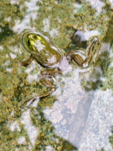 This frog did not seem to mind me getting up close to capture this photo.