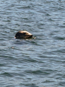 These seals are curious from a distance. I was able to get a few great photos of these beautiful animals as they watched our boat.