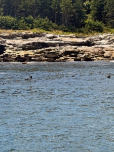 On another day, I ventured out to Duck Island where we almost always see seals sunbathing or swimming around the rock pile.