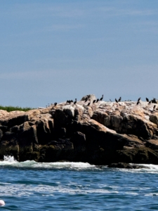 Along the Maine coastline, there are also many cormorants - medium-to-large aquatic birds.