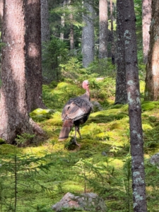 Wildlife love to walk through the woods at Skylands. This wild turkey was seen strolling between the trees on a warm, but quiet afternoon.