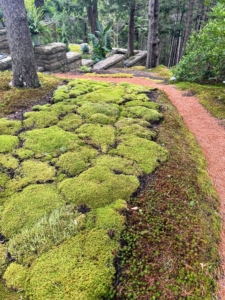 At Skylands, my gardeners Mike Harding and Wendy Norling, worked hard in the woodland gardens, planting moss in bare areas along the footpaths.