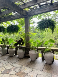 This is my West Terrace, where I always display plants during summer. These planters are new to Skylands this year. They were large terracotta planters we painted Bedford Gray and sent up here to Maine from my farm.