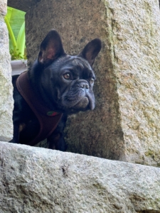 Here's my French Bulldog puppy Luna Moona watching all the activity.