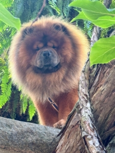 Chow Chow Emperor Han is also curious.