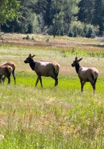 Elk and the deer of the Northeast are both members of the Cervidae family, but elk are generally larger than deer, standing one to two feet taller at the shoulder and weighing more. Elk also have larger antlers that point backwards. Their coloring includes a tan rump patch, black legs, and a dark brown mane.