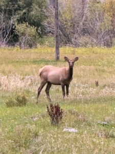 On the ground while driving around, we saw many elk roaming and grazing in the grasslands.