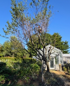 Pasang is our resident arborist. He is very strong and very skilled at taking down many of the smaller trees around the farm.