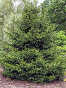 Picea orientalis is a medium to large tree that commonly grows up to 50 feet tall. It has a dense narrowly conical form, horizontal to upward sweeping branches, and drooping lateral branches.