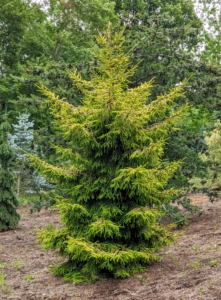 Picea orientalis ‘Skylands’ has bright yellow needles in full sun or yellow-green needles in part shade. The yellow color typically fades as summer progresses. The interior needles are always green. This is one of my favorite trees in this pinetum because of its name, but the name ‘Skylands’ has no relation to my home in Maine. Actually, this tree was introduced by Skylands Botanical Garden in New Jersey, in 1979.