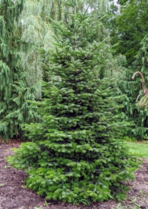 This is a fir. Firs, Abies, have needles that are softer, flatter, and cannot be easily rolled between the fingers.