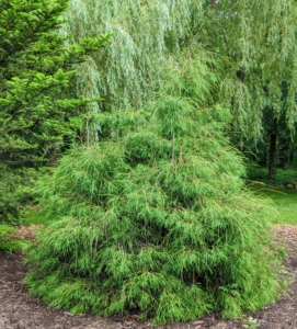 Chamaecyparis pisifera ‘Filifera’ is commonly known as Sawara cypress, a large, pyramidal, evergreen conifer that grows in the wild up to 70 feet tall. In cultivation, it more typically matures to a much smaller 30 feet tall. It is native to the Japanese islands of Honshu and Kyushu.