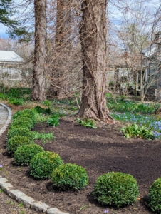 This garden is the first guests see when they come to visit my farm. Earlier this year, I cleared the area and decided it would look so beautiful planted with medium to large boxwood shrubs.