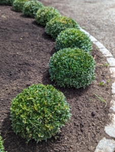 Along the edge, i planted a row of smaller boxwood to create a border.