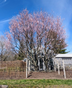 Almond trees thrive in mild, wet winters, and hot, dry summers. The almond belongs to the rose family Rosaceae, making it a relative of several well-known fruit trees. There are different types, ranging from small ornamental shrubs, Prunus glandulosa, grown only for their pretty flowers to medium-sized trees, Prunus dulcis, that produce edible nuts, such as these. In spring, these trees show off beautiful pink and white flowers. Here they are last April.