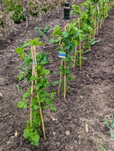 Last spring, I planted several blackberry bushes including 'Columbia Giant,' 'Marion,' 'Columbia Star,' and 'Black Satin.'