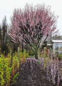 Here is a view from the side in between rows of growing raspberries. Guests always admire these trees, but I felt they were beginning to fail and had to come down.