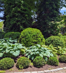 This is what the garden looked like after planting the boxwood last April.