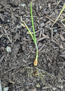 My onions are started from seed in the greenhouse and then planted outdoors in the garden bed in spring.