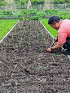 This year, we planted two large beds for red onions, white onions, and yellow onions.