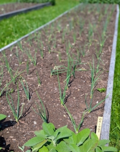 Here they are in late June - the plants are now well rooted and established in the bed. The onion, Allium cepa, is the most widely cultivated species of the genus Allium. They are planted when temperatures are still a bit cool. Early planting gives the onions time to develop tops and store energy for the bulbs.