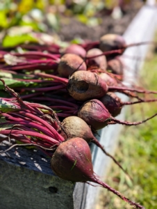 The garden is still providing lots of wonderful, delicious vegetables. I am often asked what I do with all the vegetables I grow. Of course, I share most of them with my family, but I also use them for video and photography shoots, and for entertaining. These beets were just picked for my business luncheon.