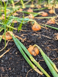 Some of the onion leaves have fallen over, but they are still very green in color. Onions require 90 to 100 days to mature from seed, which is around four months. From sets, onions are ready to harvest after around 80 days, or just under three months.