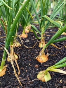 In early August, the onions are starting to show through the soil, but they are still small and the top leaves are still very green.