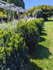 These boxwood shrubs along both sides of my winding pergola were grown from small saplings nurtured right here at the farm. There are more than 300 boxwood shrubs planted here.