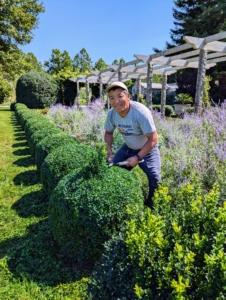 Phurba Sherpa is my resident boxwood pruning expert. He has been with me for many years - in fact, he helped plant these boxwood shrubs seven years ago.