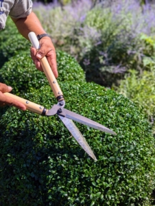 Everyone on my crew uses Japanese Okatsune shears specially made for trimming hedges. These shears are user friendly, and come in a range of sizes.