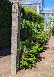 The plants are growing fast, so now that the picking season is over, I asked Pete Sherpa from my outdoor grounds crew to install granite supports and wire to hold up the thriving canes.