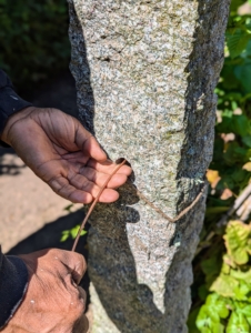 Pete installed the posts the day before and drilled holes where the wire would be inserted. Here he is pushing through the copper wire from one end to the other.