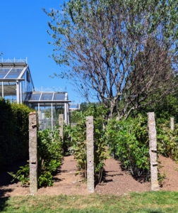 And look at the rows from afar - it's so easy to move through to access every plant. And the posts are perfect to use because they don’t rot over time like wood does. Granite posts and copper wire to support one's berry canes... they're very good things.