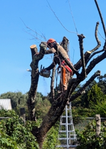 Almond trees can live for 40 to 50 years or more in the best conditions. Orchard trees usually last about 25-years. These trees were about 20-years old.