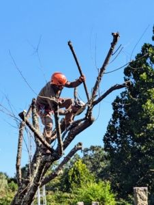 Almond tree wood is considered a hardwood, so it is quite dense and heavy. For this job, Pasang uses his trusted STIHL chainsaw. I have used STIHL's equipment for years - always dependable and durable.