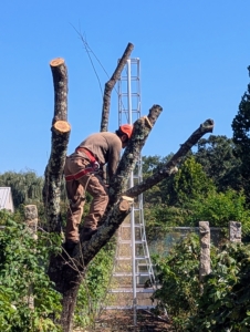 Here, Pasang is just several feet high working on the biggest limbs of the tree.