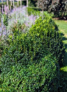 Here, one can see the newest growth. Boxwoods are slow growing compared to many other shrubs, with growth rate depending on the variety. Typically, the growth rate for most varieties is three to six inches per year. These needed a thorough grooming.