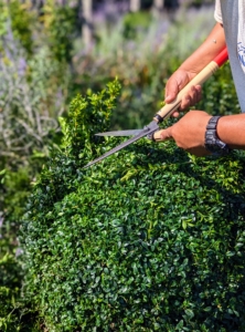 We groom and prune the boxwood at least once a year.