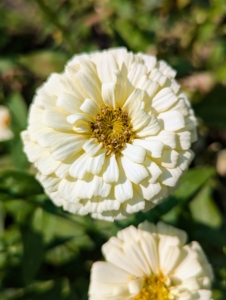 Zinnia plants range from six-inches tall to about four-feet tall. There are varieties with single or double petaled flowers in almost all the colors of the rainbow.