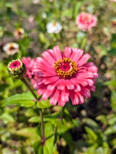 Zinnias flower mid to late in the season and are great for attracting hummingbirds, bees and butterflies. The large-flowered varieties provide pollen and nectar in late summer when native sources run low.