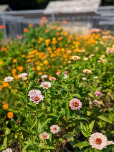 When I redesigned this garden, I wanted a space for raised beds where I could plant flowers by type specifically for cutting. This garden has such excellent, nutritious soil, I knew whatever was planted here would thrive.