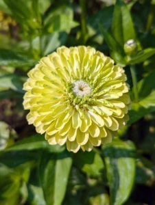 Zinnias are native to Mexico and Central America. The Aztecs originally called them “plants that are hard on the eyes” because of their colorful flowers. Zinnia is named after Johann Gottfried Zinn, a German botany professor who discovered the plants and brought them to Europe in the 1700s.