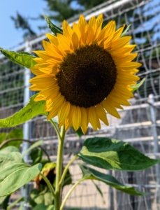 Sunflowers, Helianthus, are the popular and cheerful annuals whose round flower heads look like the sun. Sunflowers come in vibrant yellow, but they’re also seen in orange, red, bronze, and even white. I have large sunflowers growing around the perimeter of this garden. Young sunflowers turn to face the sun as it moves across the sky. They face east at dawn and then slowly turn west as the sun moves. During the night, they slowly turn back east to begin the cycle again. This is known as heliotropism and is due to the presence of auxin, a growth hormone in the stem. This process continues until the sunflower is mature.