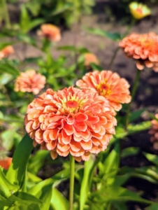 These are the simplest of flowers. A favorite of my dad - zinnias. They come in extraordinary colors and sizes and shapes and are easily grown in one short season.