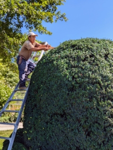 Phurba also tackles the big boxwood located at the end and center of the pergola. There are four of these giant specimens.